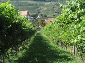 vineyard-wachau-austria-danube-943943.jpg