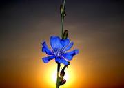 sunset-silhouette-east-flower-blue-877877.jpg