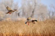 mallard-ducks-flying-flight-pair-1375187.jpg