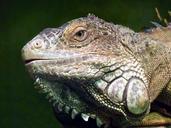 iguana-reptile-lizard-profile-face-466231.jpg