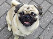 pug-purebred-dog-beige-cute-funny-1646846.jpg