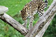 leopard-spotted-cat-nature-1666965.jpg