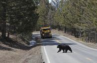 Black_bear_crossing_Mammoth_-_Tower_road.jpg