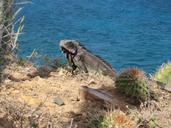 iguana-dragon-lizard-giant-lizard-434950.jpg