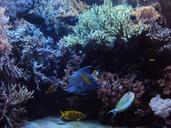 aquarium-fish-tropical-1192348.jpg