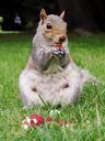 squirrel-animal-mammal-nature-cute-580758.jpg