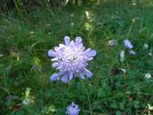 grassland-plants-macro-blossom-556831.jpg