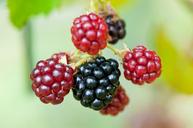 blackberries-berries-370016.jpg