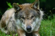 wolf-predator-eurasian-wolf-1454539.jpg