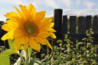 sunflowers-summer-agriculture-field-19465.jpg