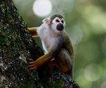 scented-monkey-primate-animal-wild-1200038.jpg