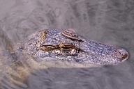 alligator-gator-head-water-lake-170310.jpg