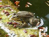 frog-batrachian-pond-raft-croak-1425799.jpg