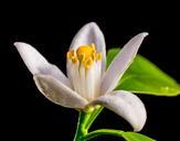 orange-blossom-small-flower-white-327819.jpg