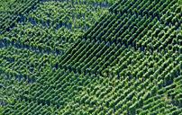 vineyards-winegrowing-vines-vintage-1609611.jpg