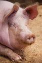 agriculture-animal-domestic-ear-84699.jpg