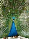 peacock-bird-pen-animals-wheel-668377.jpg