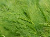 barley-cereals-hordeum-vulgare-ear-509953.jpg