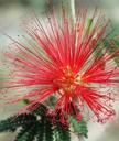 red-flower-vibrant-bloom-blossom-1023537.jpg