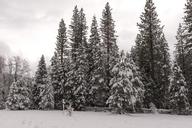 A living sno-globe scene and winter wonderland, created by a sudden mountain blizzard along California Highway 36, south of Lassen Volcanic National Park LCCN2013630920.tif.tiff