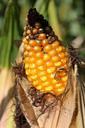 corn-corn-on-the-cob-cornfield-970026.jpg