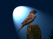 bird-sparrow-nature-animal-142149.jpg