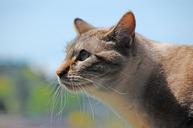 cat-tabby-profile-feline-pet-277114.jpg