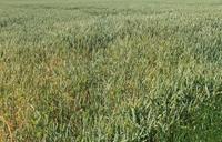 wheat-field-grass-wheat-381853.jpg