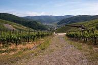 vines-wine-winegrowing-dernau-rech-801099.jpg