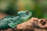 reptile-lizard-animals-animal-1277604.jpg