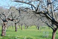 orchard-apple-trees-trees-garden-465551.jpg