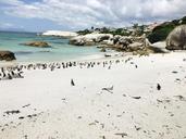 penguins-south-africa-booked-1313981.jpg