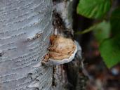 fungus-mushroom-fungi-tree-258654.jpg