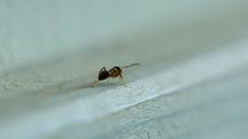 ant-macro-insect-animal-229952.jpg