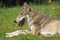 wolf-predator-pack-animal-1482495.jpg