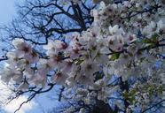 cherry-blossoms-tree-cherry-flowers-217607.jpg