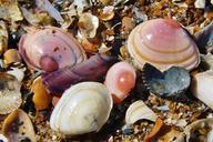 shell-mussels-sea-animals-seashell-329230.jpg