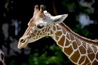 giraffe-reticulated-giraffe-neck-1471010.jpg