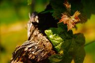 wine-grapevine-read-vineyards-1621991.jpg