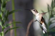 hummingbird-bird-flight-371308.jpg