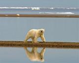 polar-bear-bear-wilderness-walking-529594.jpg