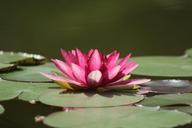 water-lilies-pond-zen-1025523.jpg