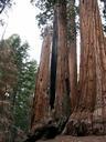 The-mighty-trunks-of-giant-sequoia-trees.jpg