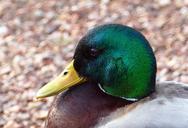 mallard-duck-water-bird-feathers-672219.jpg