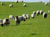 flock-of-sheep-sheep-rh%C3%B6n-sheep-57689.jpg