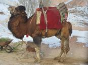 camel-animal-mammal-travel-safari-722615.jpg