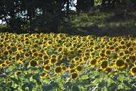 sunflowers-evening-sunflower-field-961481.jpg