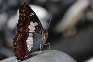 butterfly-macro-animal-insect-wing-672643.jpg