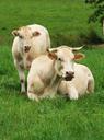 cows-aubrac-spring-nature-573443.jpg