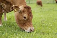 cow-beef-limousin-meat-breeds-630873.jpg